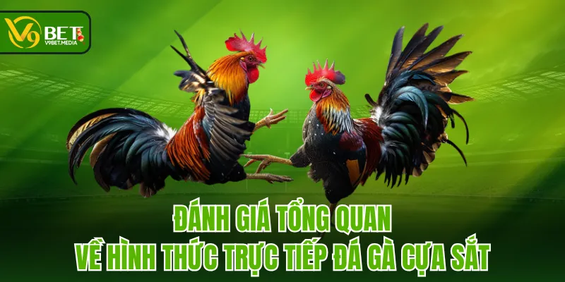 Đánh giá tổng quan về hình thức trực tiếp đá gà cựa sắt Đánh giá tổng quan về hình thức trực tiếp đá gà cựa sắt