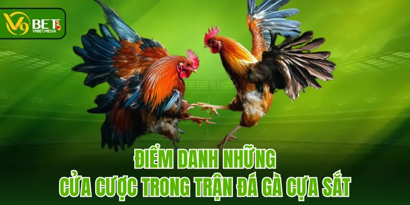 Điểm danh những cửa cược trong trận đá gà cựa sắt Điểm danh những cửa cược trong trận đá gà cựa sắt