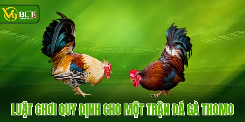 Luật chơi quy định cho một trận đá gà Thomo Luật chơi quy định cho một trận đá gà Thomo