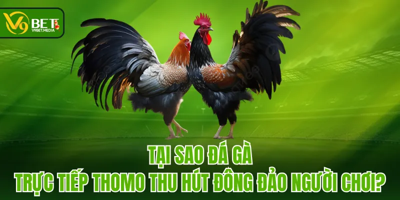 Tại sao đá gà trực tiếp Thomo thu hút đông đảo người chơi? Tại sao đá gà trực tiếp Thomo thu hút đông đảo người chơi?