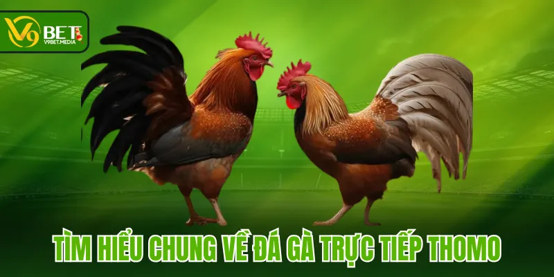 Tìm hiểu chung về đá gà trực tiếp Thomo Tìm hiểu chung về đá gà trực tiếp Thomo