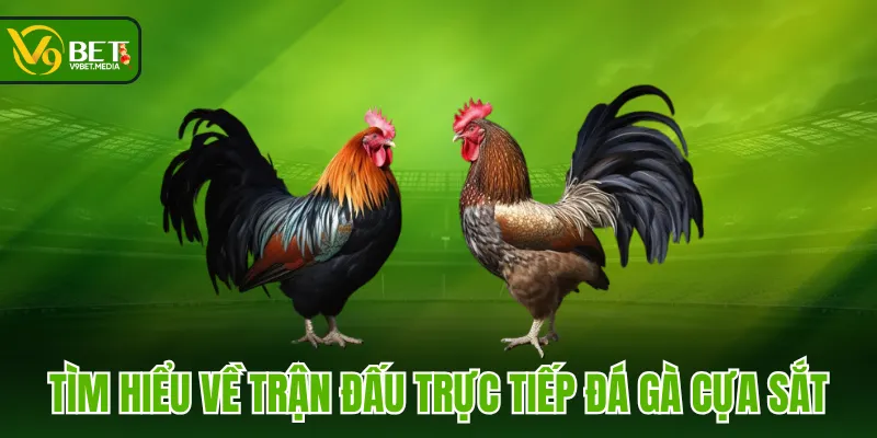 Tìm hiểu về trận đấu trực tiếp đá gà cựa sắt Tìm hiểu về trận đấu trực tiếp đá gà cựa sắt
